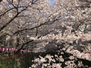 目黒川の桜が一番好き